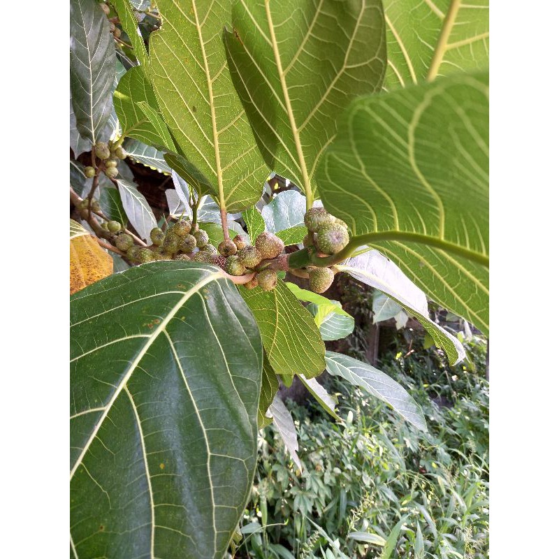 

DAUN AWAR AWAR SEGAR & KERING