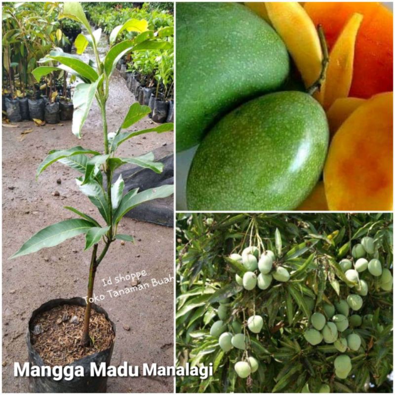 Bibit Mangga Madu Manalagi