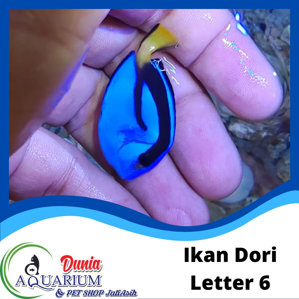 Ikan Hias Laut Dori Dory Blue Tang Letter Six Marine Reef Tank Teman Nemo