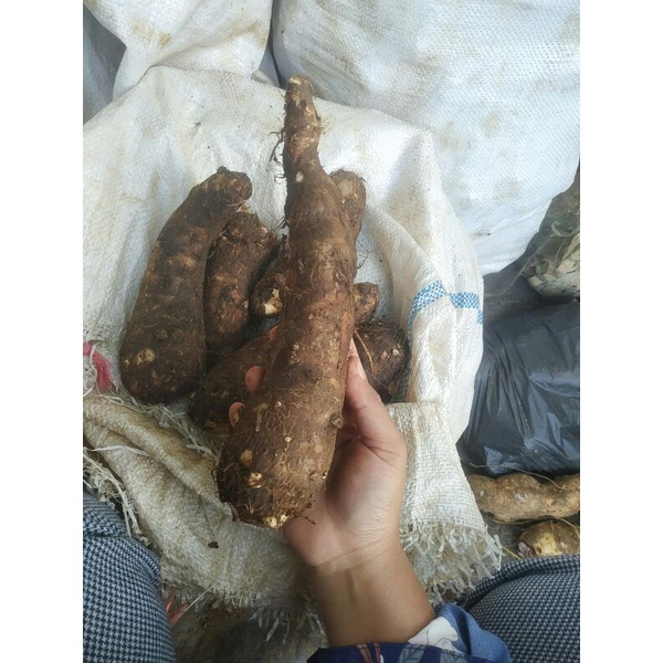 

UBI TALAS/MBOTE/MBONTE 1KG