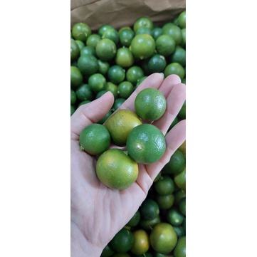 

JERUK SONGKIT. JERUK SUNKIT. KATSURI. JERUK PERAS ENAK