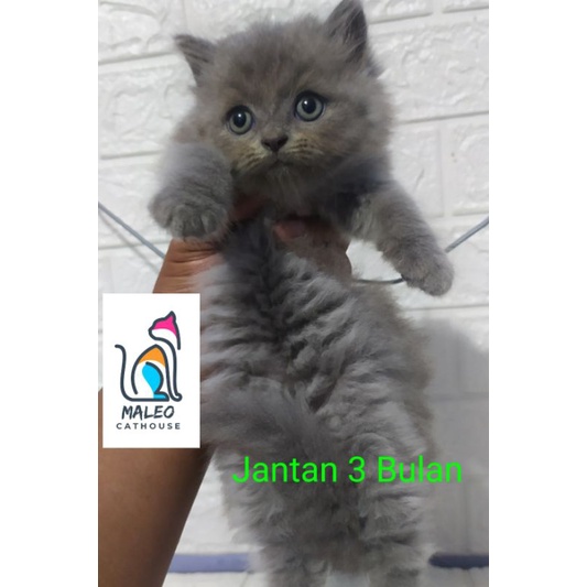 Anak Kucing Persia Anggora Murah Bulu Panjang Longhair Anak Kucing Anggora Murah