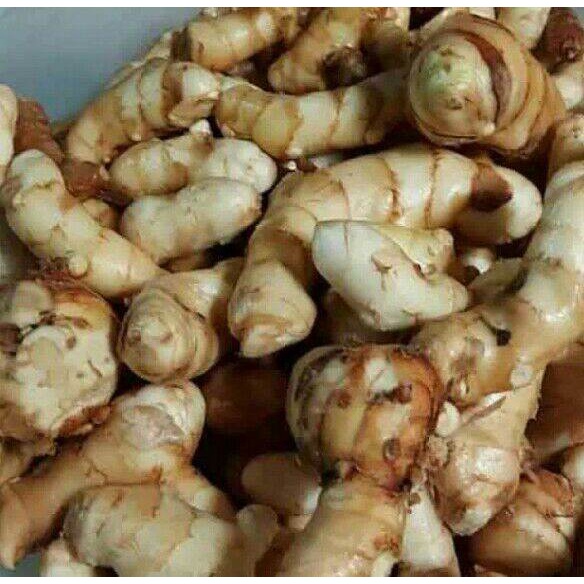 kunyit putih 1 kg bersih dan segar