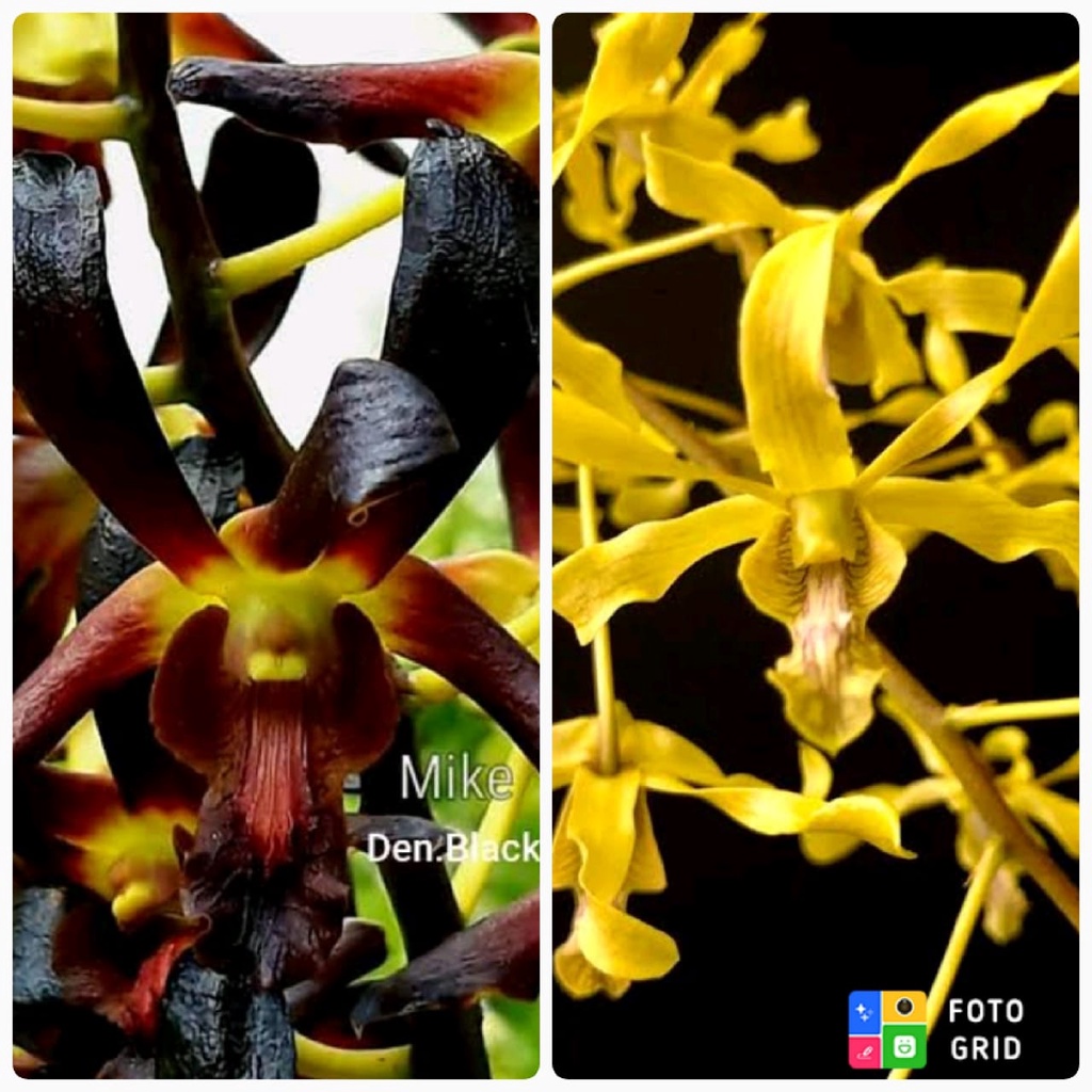 Remaja Anggrek Dendrobium Black Spider x Gouldii Yellow