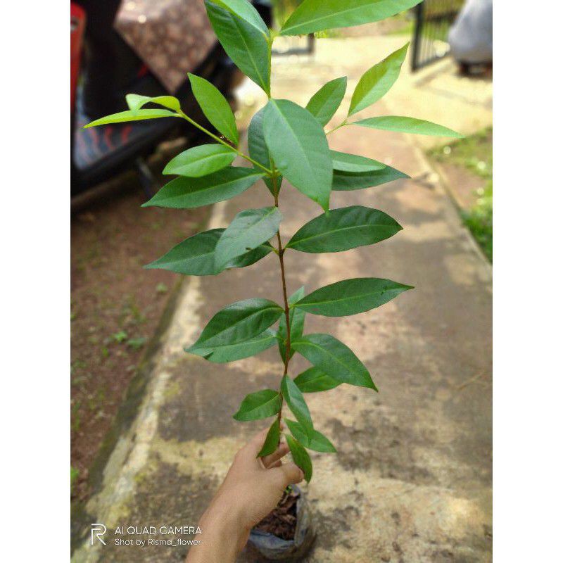 POHON SALAM TINGGI 50-60 CM / TANAMAN SALAM