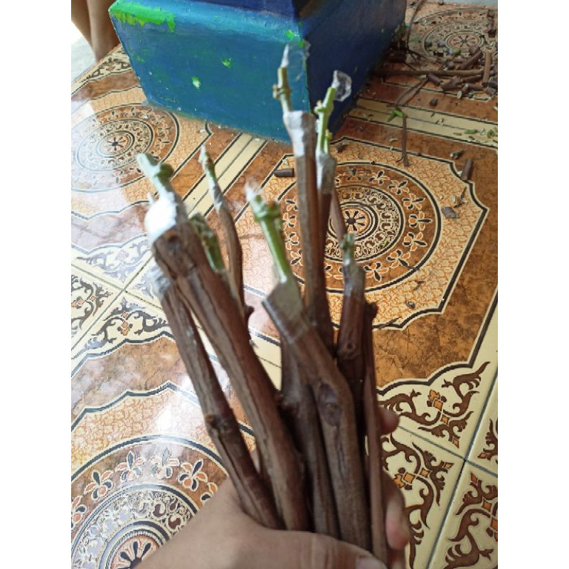 PAKET BIBIT ANGGUR IMPORT CUTTING GRAFTING