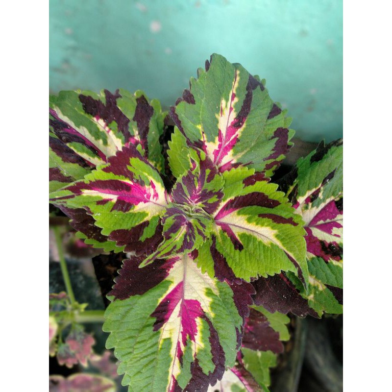 

miana premium ( army)