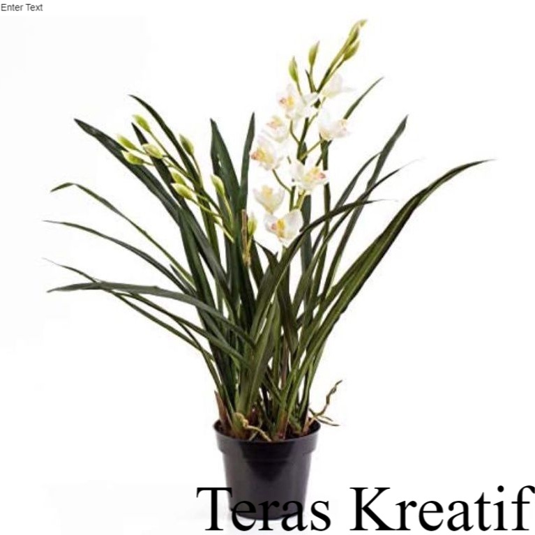 Anggrek Cymbidium ensifolium Anggrek Hutan sumatera Anggrek Unik dewasa Outdoor