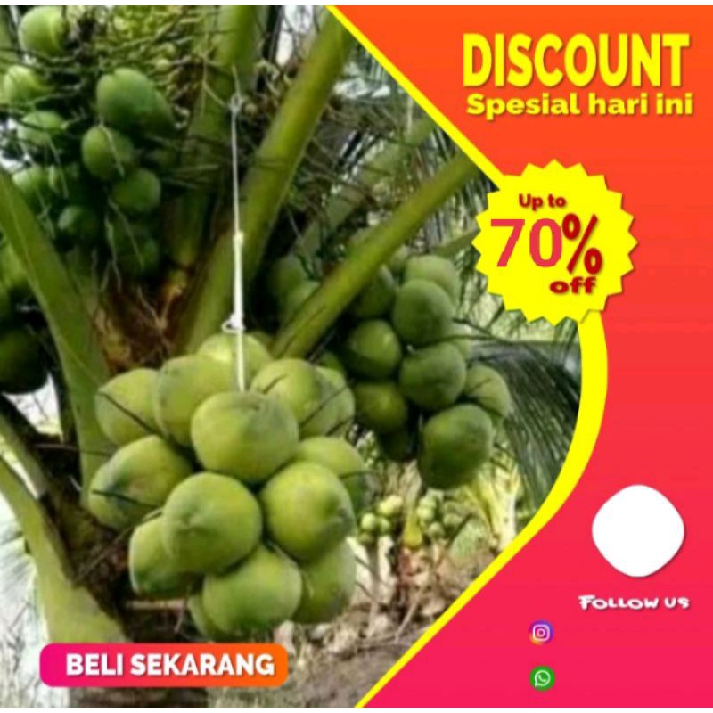 Bibit kelapa Wulung Bibit Kelapa Wulung Asli // bibit kelapa ijo Wulung // bibit kelapa