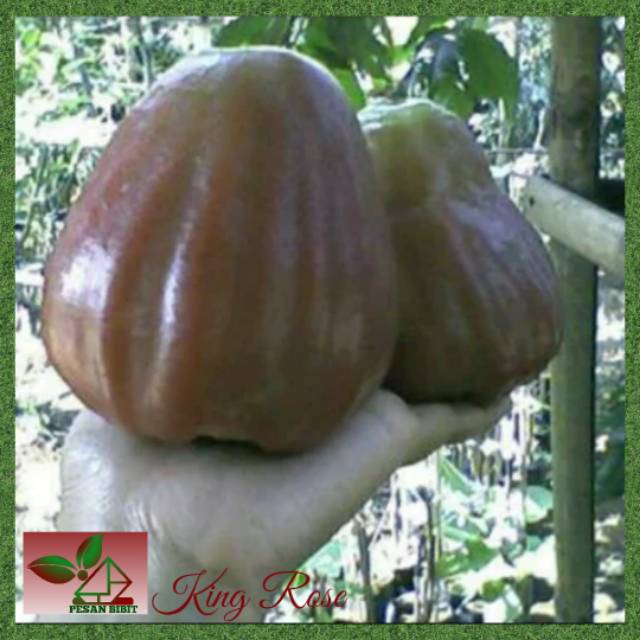 BIBIT JAMBU AIR KING ROSE