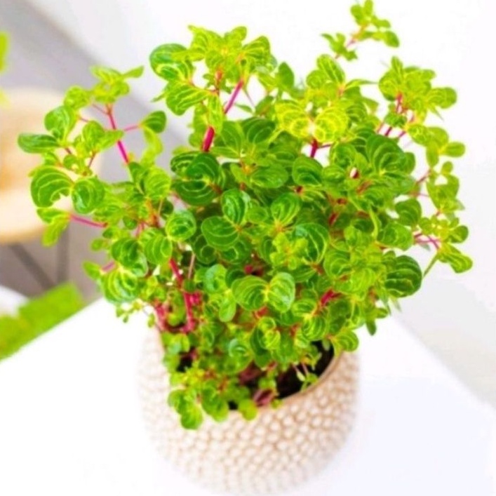 Tanaman hias Krokot Bayam Batang Merah Variegata / Krokot (stek)