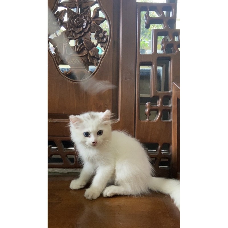 KUCING KITTEN MAINECOON