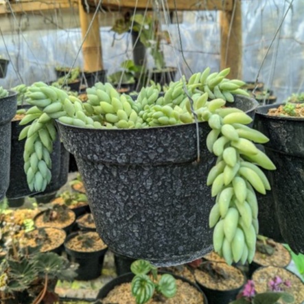 Air mata bunda tanaman hias