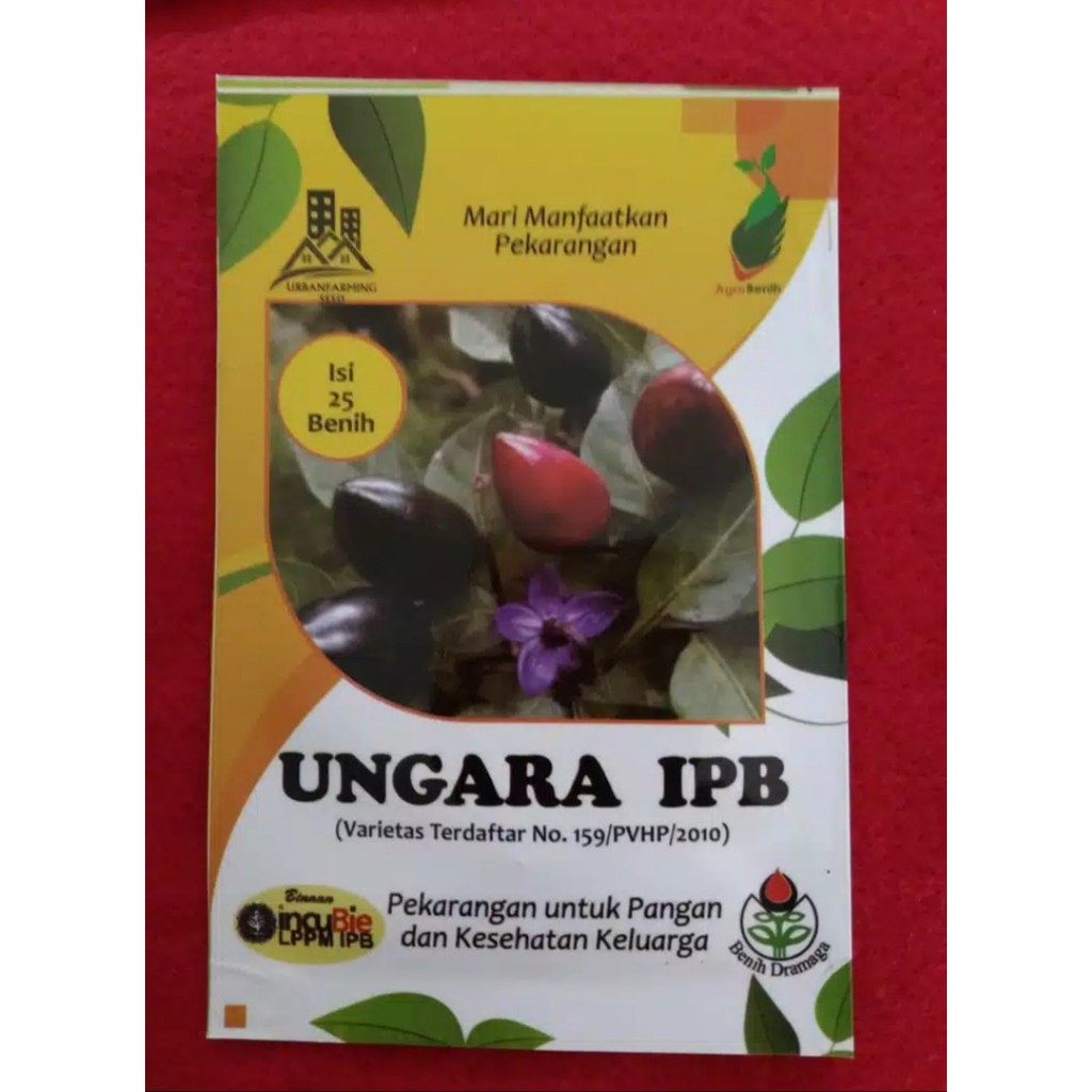 Benih Cabai Hias IPB Ungara