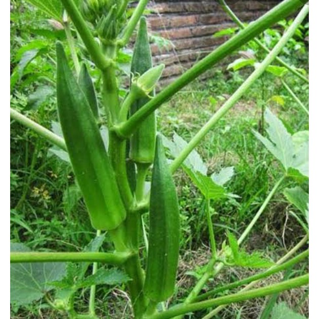 BENIH OKRA HIJAU BIBIT SAYURAN UNGGUL