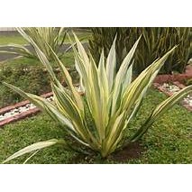 Tanaman Hias Agave Kuning