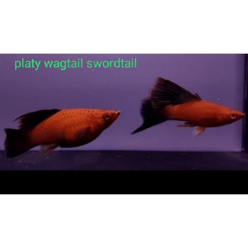 Platy wagtail swordtail/pasang