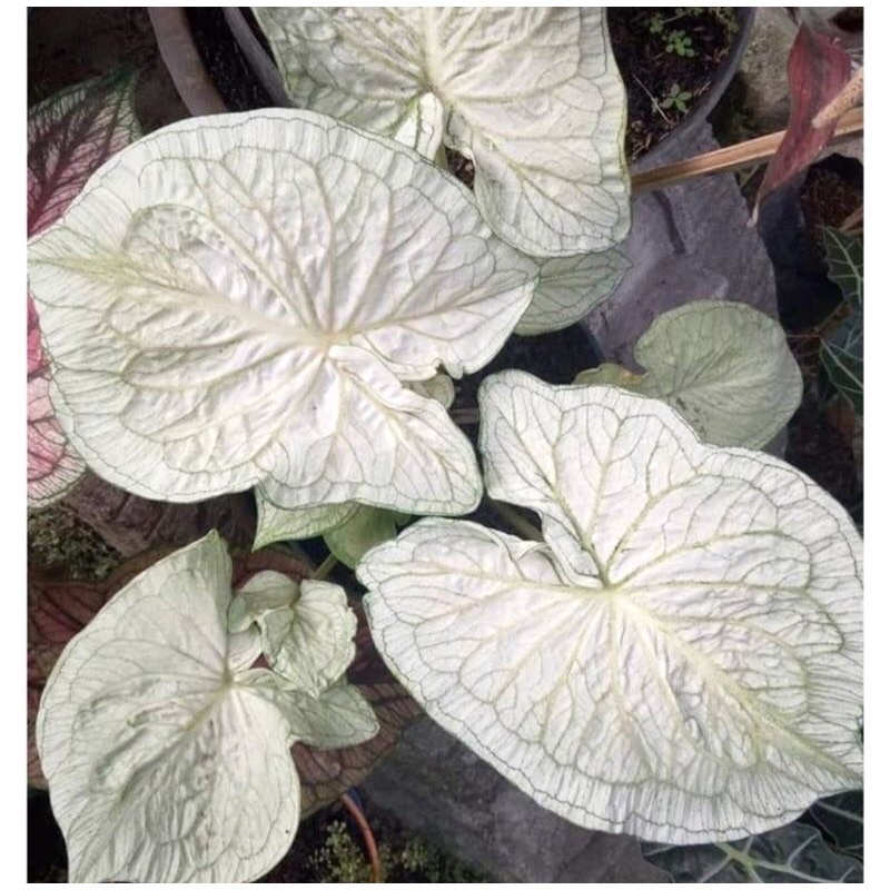 PROMO Umbi Caladium white jaguar - keladi hias Hybrid Import