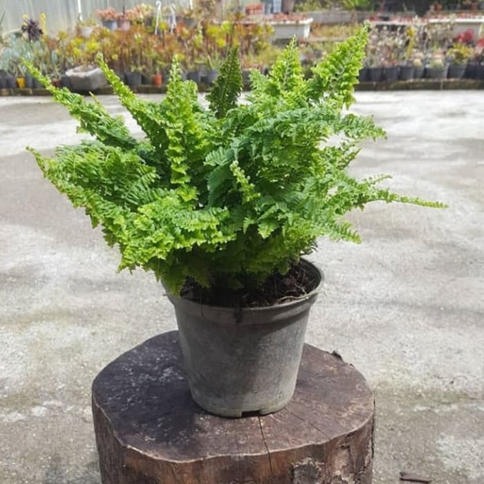 pakis boston - tanaman hias pakis boston