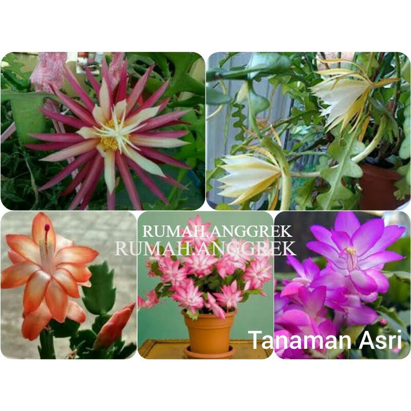 Paket 5 Tanaman Hias Wijaya Kusuma - Tanaman Hias Hidup - Bunga hidup - Bunga hias