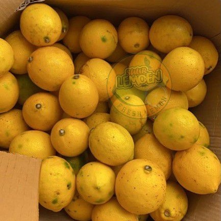 Jeruk Lemon California Grade B (Standart) 1KG  Suur Lemoen ID