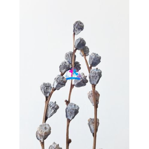 Eucalyptus Pods Silver Bell | Eucalyptus Berries | Buah Eucalyptus | Eucalyptus Fruit