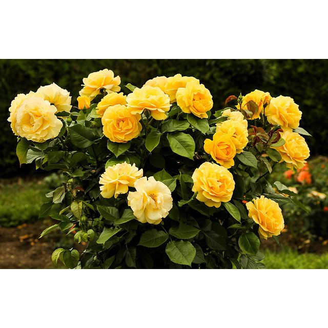 BIBIT TANAMAN MAWAR FLORIBUNDA KUNING