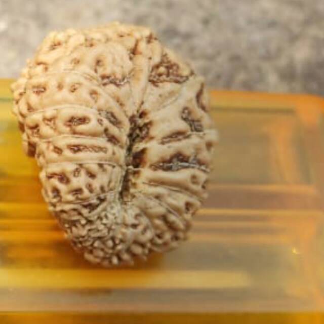 Jenitri genitri mukhi muki 16