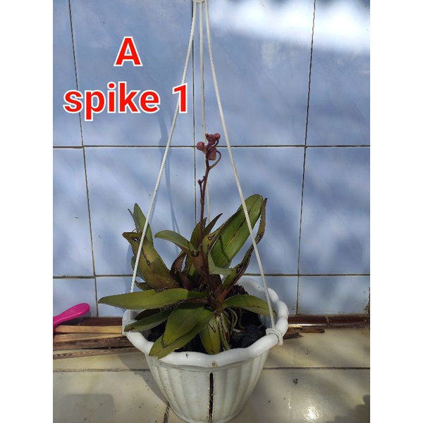 anggrek doritis rumpun