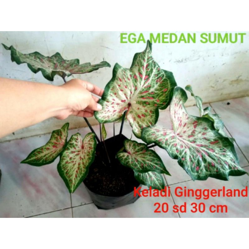 Tanaman Hias Keladi Gingerland