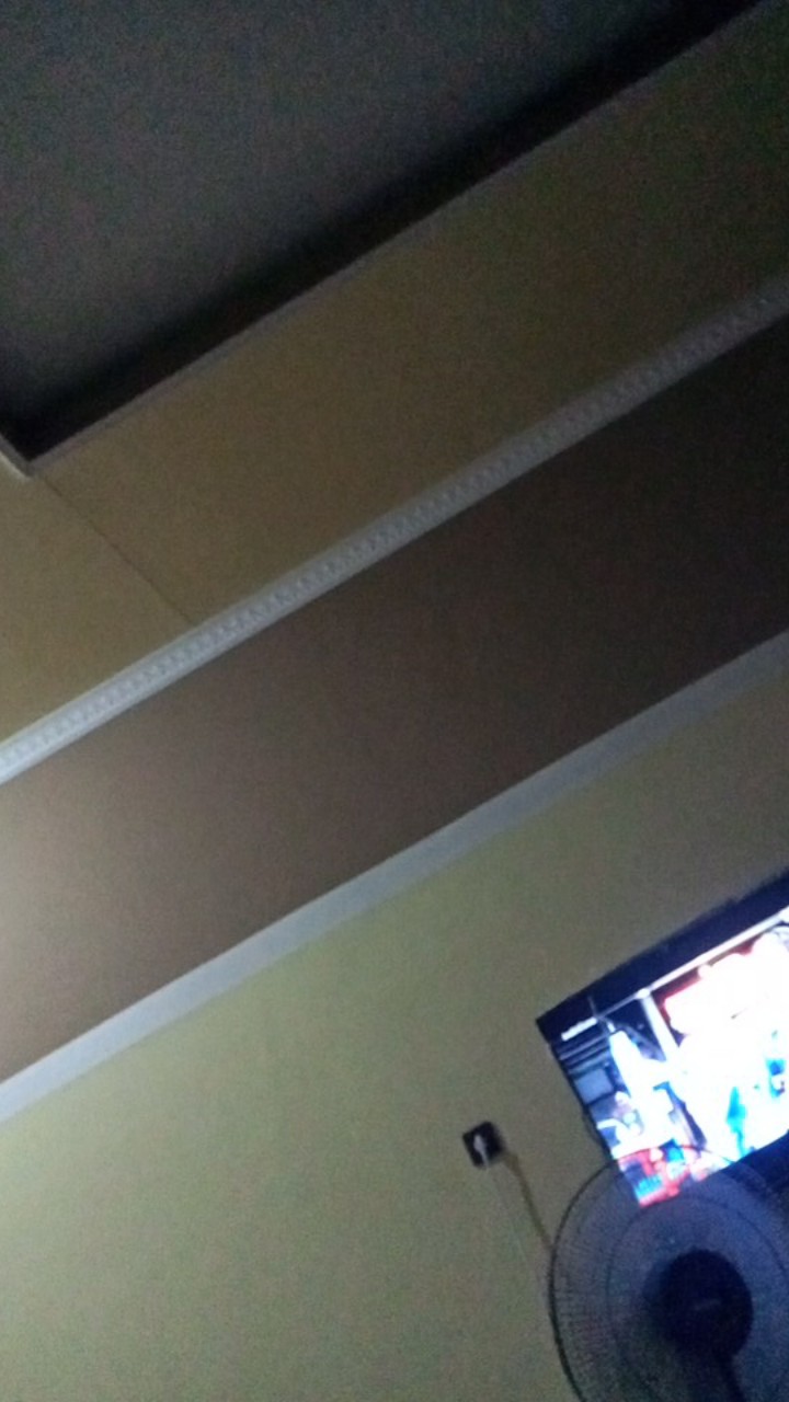 Vinca Softpink Hallo (benih/seed/biji) Tegak