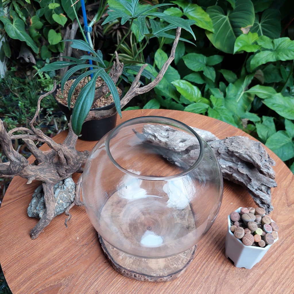 A100 4L/B TERRARIUM AQUARIUM BULAT AQUASCAPE PALUDARIUM TANK