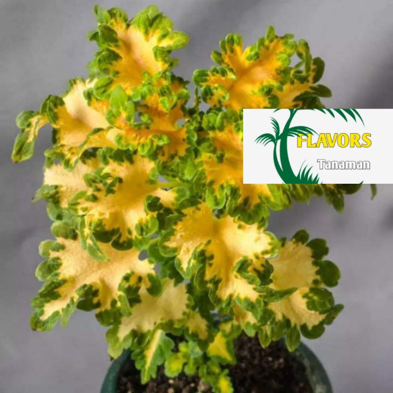 【Bayar Ditempat】MIANA EKOR NAGA KUNING COLEUS PREMIUM Bisa Pilih Warna Dan Jenis Lainnya COD - Tanam