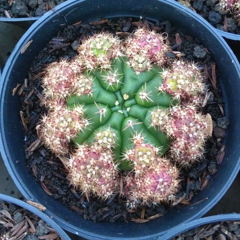 KAKTUS GYMNO DAMSI UNGU OWNROOT