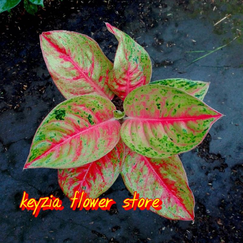 bunga aglonema mahasety import