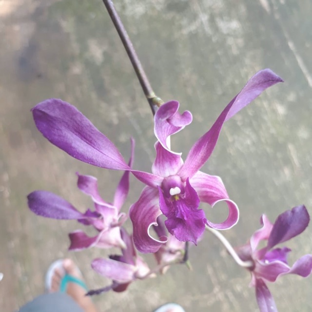 Anggrek Dendrobium Blue Twist