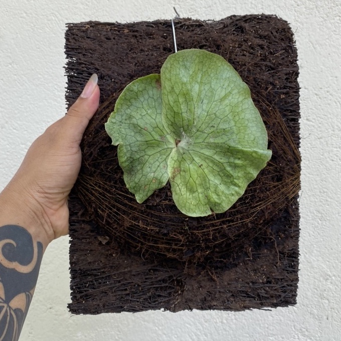 PLATYCERIUM SUPERBUM SP