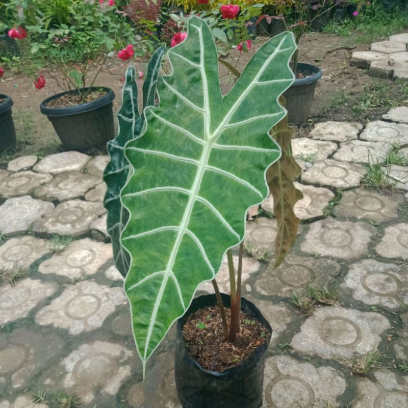 Tanaman Hias - Lumbu Tengkorak