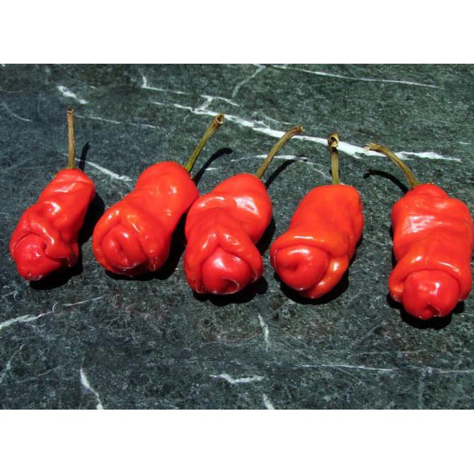 Special Promo Benih Cabe Peter / Peter Pepper / Porn Pepper / Cabe Porno (Import)