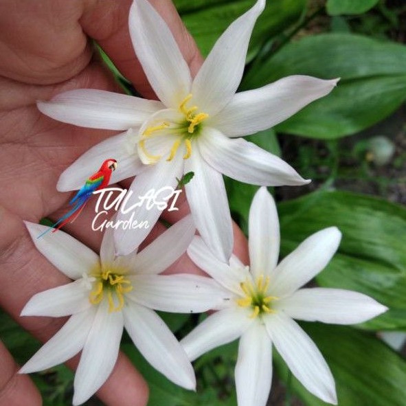 Rainlily Twinkle Strain / Zephyranthes Twinkle strain /Umbi bunga impor / Bunga lily hujan