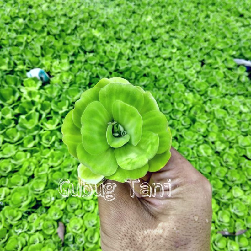 Tanaman Air Apu-Apu / Kapu-Kapu Mawar
