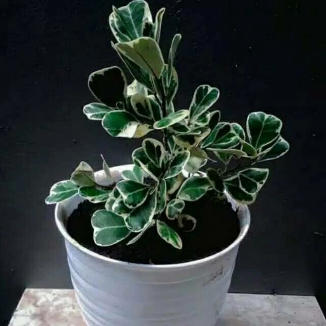 tanaman hiias ficus triangularis