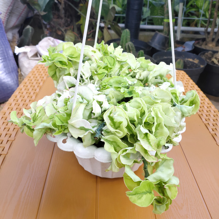 patah tulang keriting