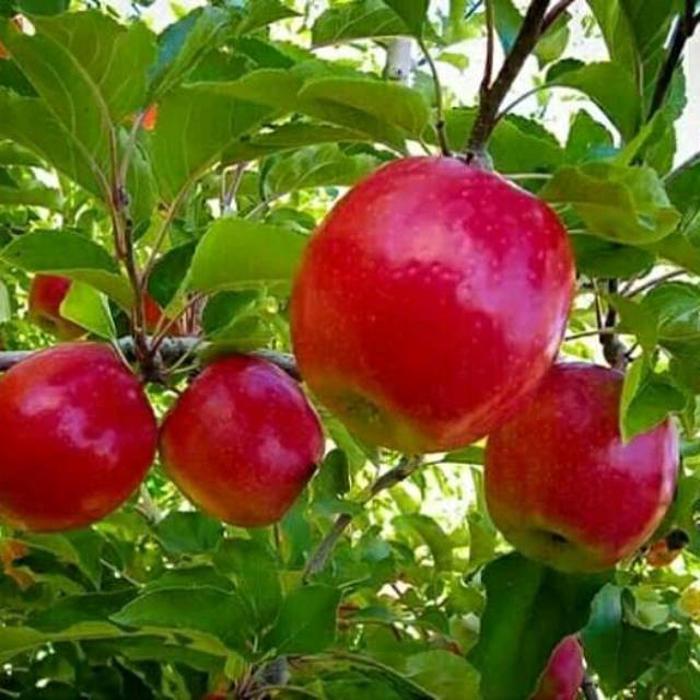 Bibit apel merah