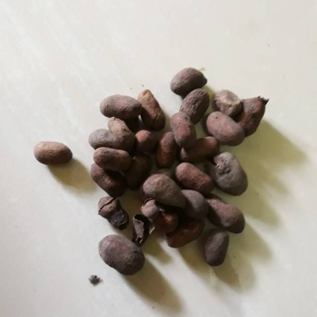

Biji duwet kering 10gr