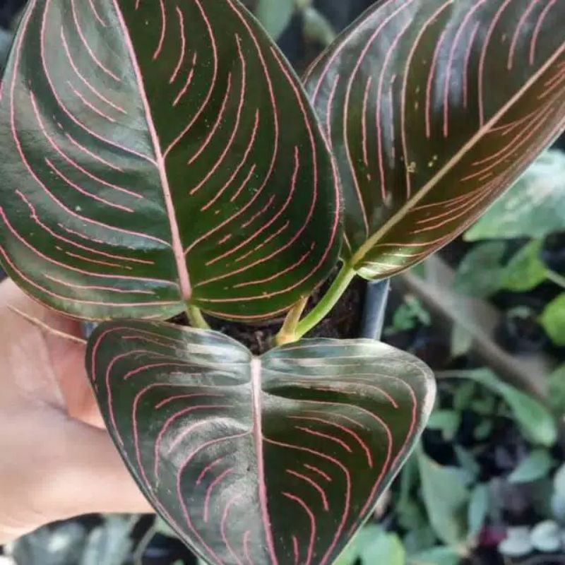 Tanaman Hias Aglonema Rotundum Aceh - Aglonema Rotundum Aceh