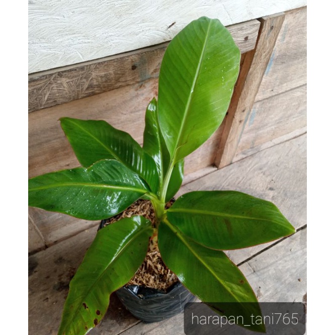 Bibit pisang mas kirana