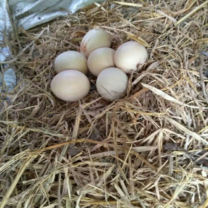 

1butir telur ayam kampung original