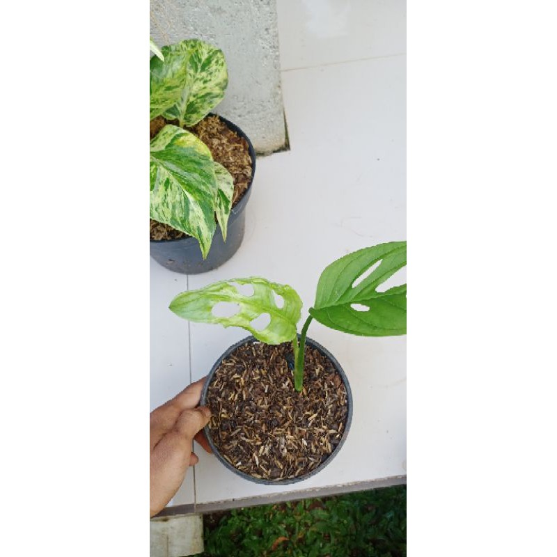 Tanaman hias Janda bolong varigata