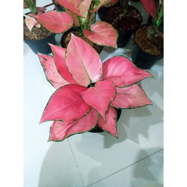 Aglonema Pink Katrina